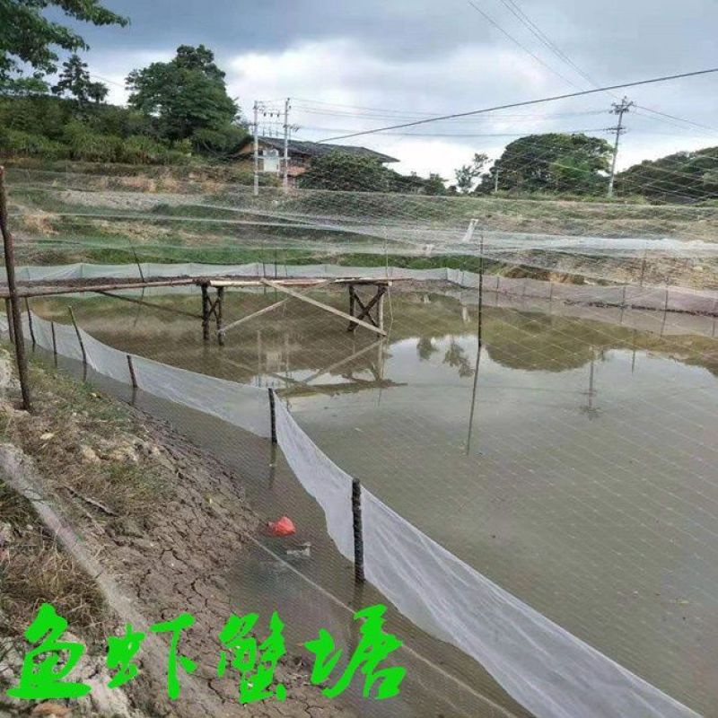 防鸟网樱桃葡萄梨树草莓大棚果树果园尼龙防鸟网鱼塘泥鳅