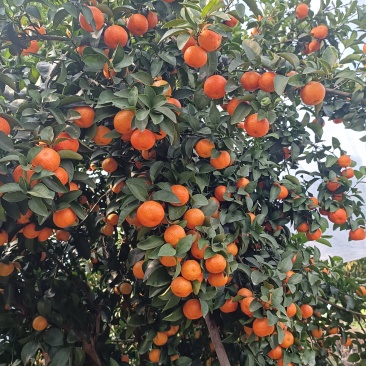 沙糖橘