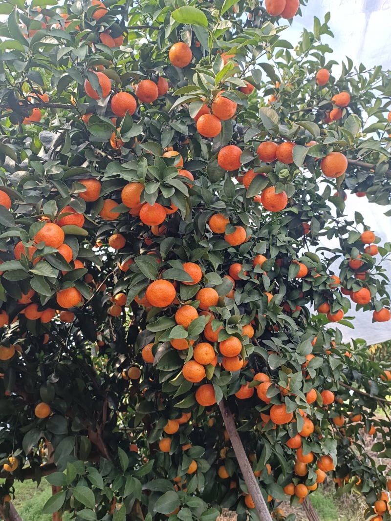 沙糖橘