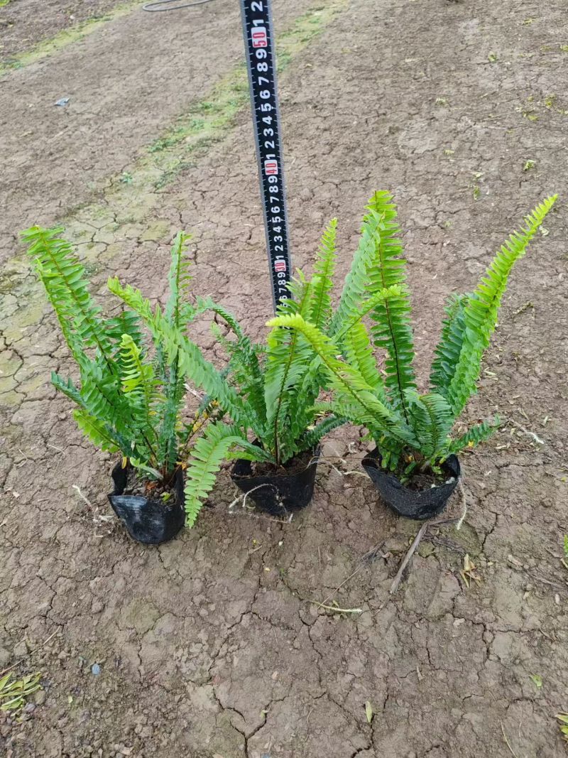 七斤，排骨草，肾蕨，基地直销。