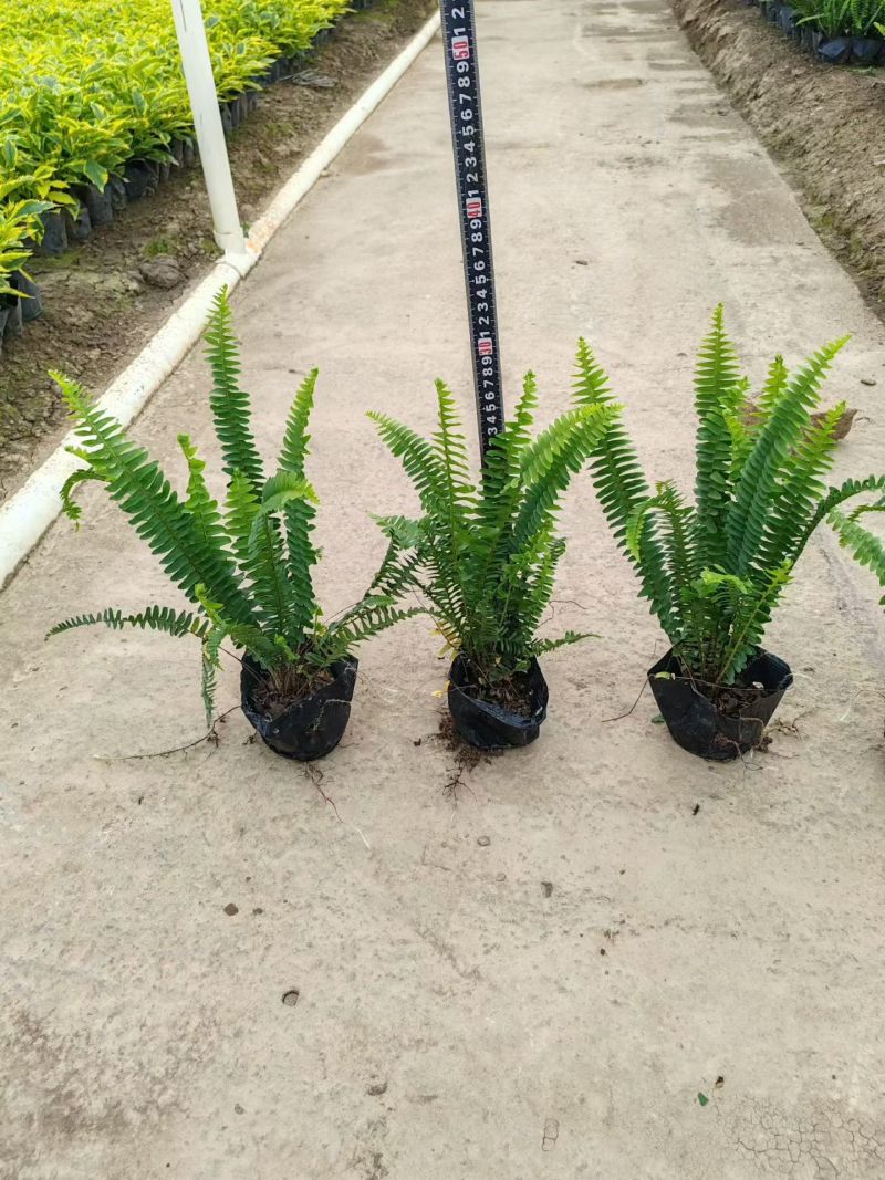 七斤，排骨草，肾蕨，基地直销。