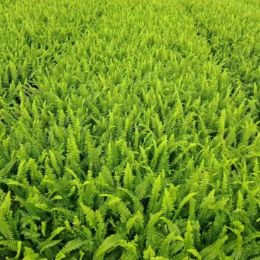 七斤，排骨草，肾蕨，基地直销。