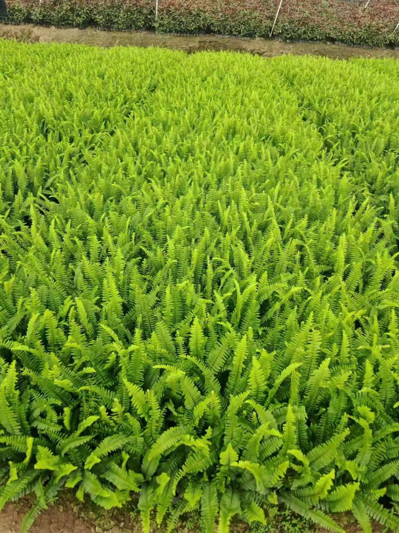 七斤，排骨草，肾蕨，基地直销。
