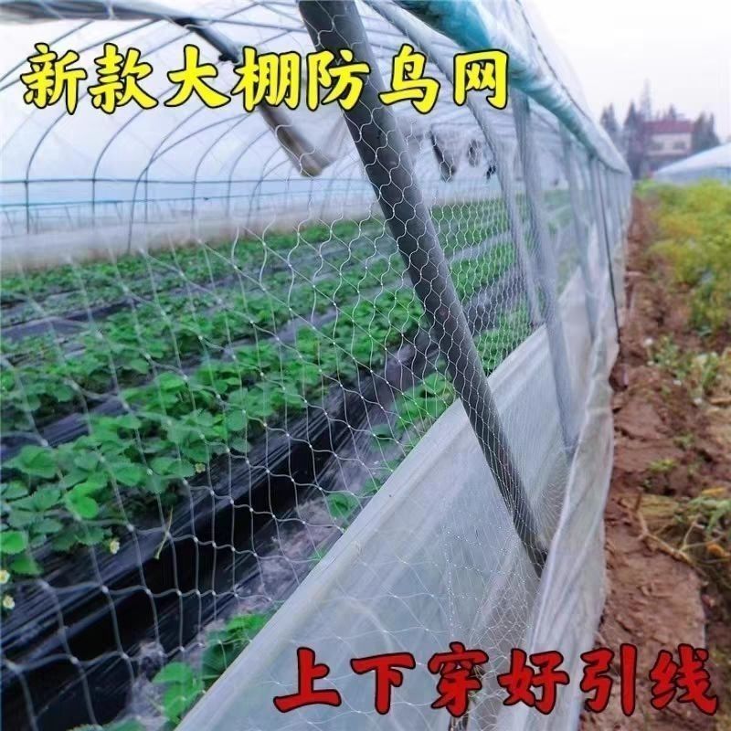 防鸟网樱桃葡萄梨树草莓大棚果树果园尼龙防鸟网鱼塘泥鳅