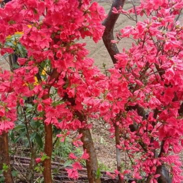 迎山红映山红