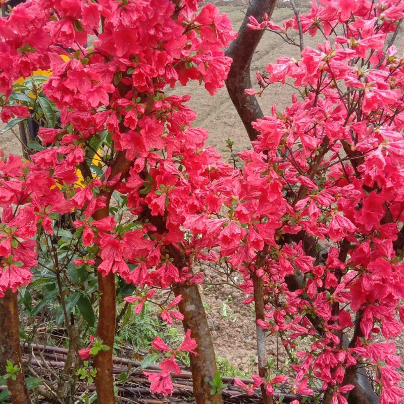 迎山红映山红