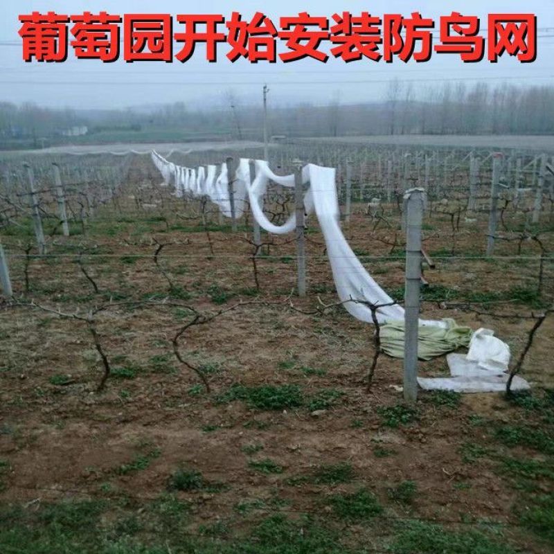 防鸟网新料大棚通风口果园防鸟网鱼塘养鸡果园葡萄樱桃