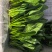 菠菜香菜内蒙兴和县