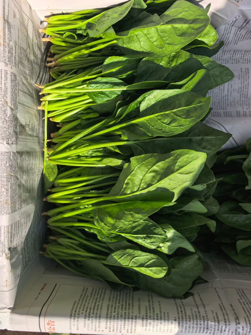 菠菜香菜内蒙兴和县