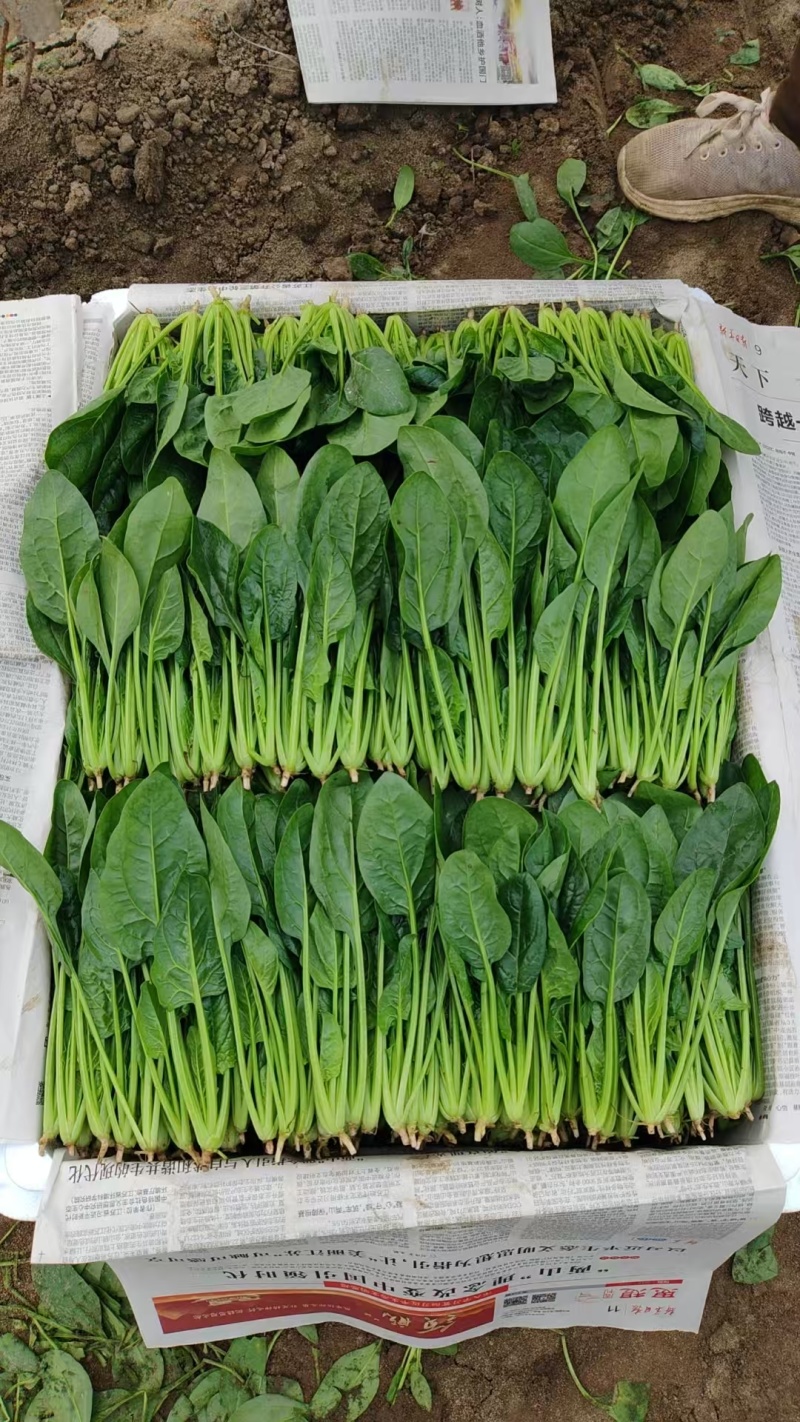 菠菜香菜内蒙兴和县
