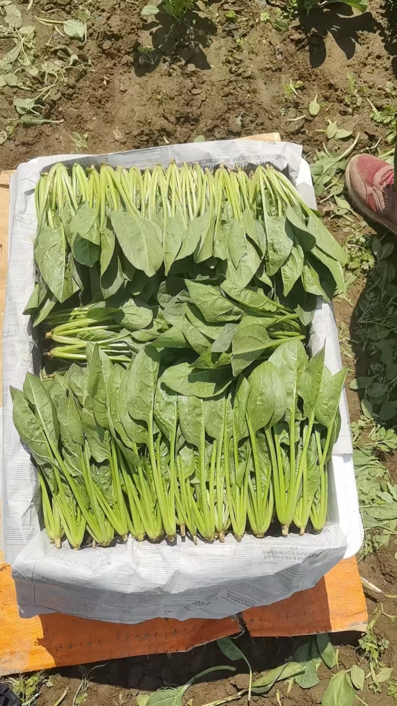 菠菜香菜内蒙兴和县