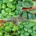 腊八蒜250g，一件代发，量大优惠，全国发货