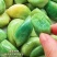 腊八蒜250g，一件代发，量大优惠，全国发货