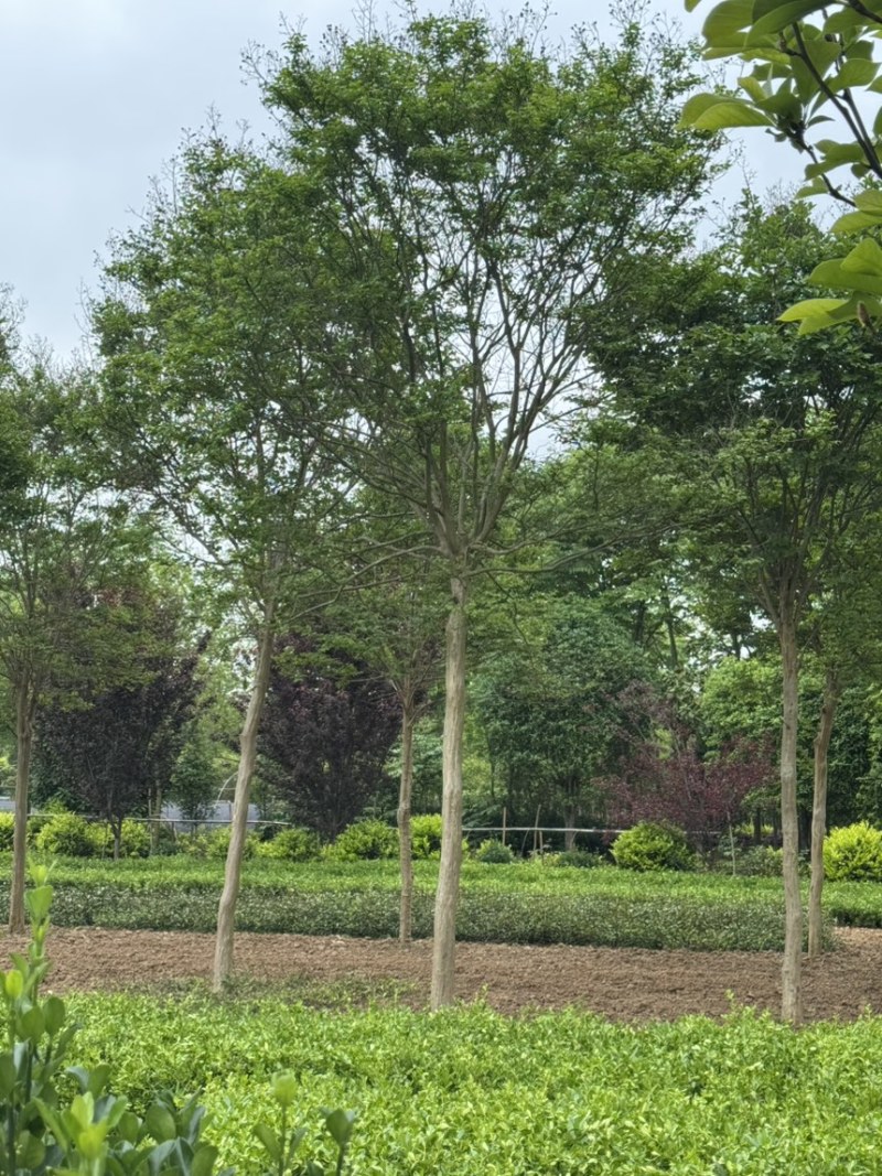 小叶紫薇，高杆老紫薇，原生冠，庭院紫薇，骨架感满满