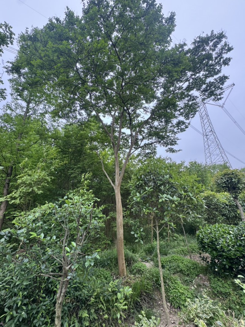 小叶紫薇，高杆老紫薇，原生冠，庭院紫薇，骨架感满满