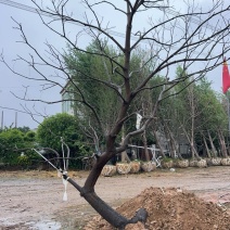 乌桕，10-50公分乌桕各种规格，移栽工程用苗，造型乌桕