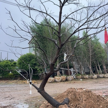 乌桕，10-50公分乌桕各种规格，移栽工程用苗，造型乌桕