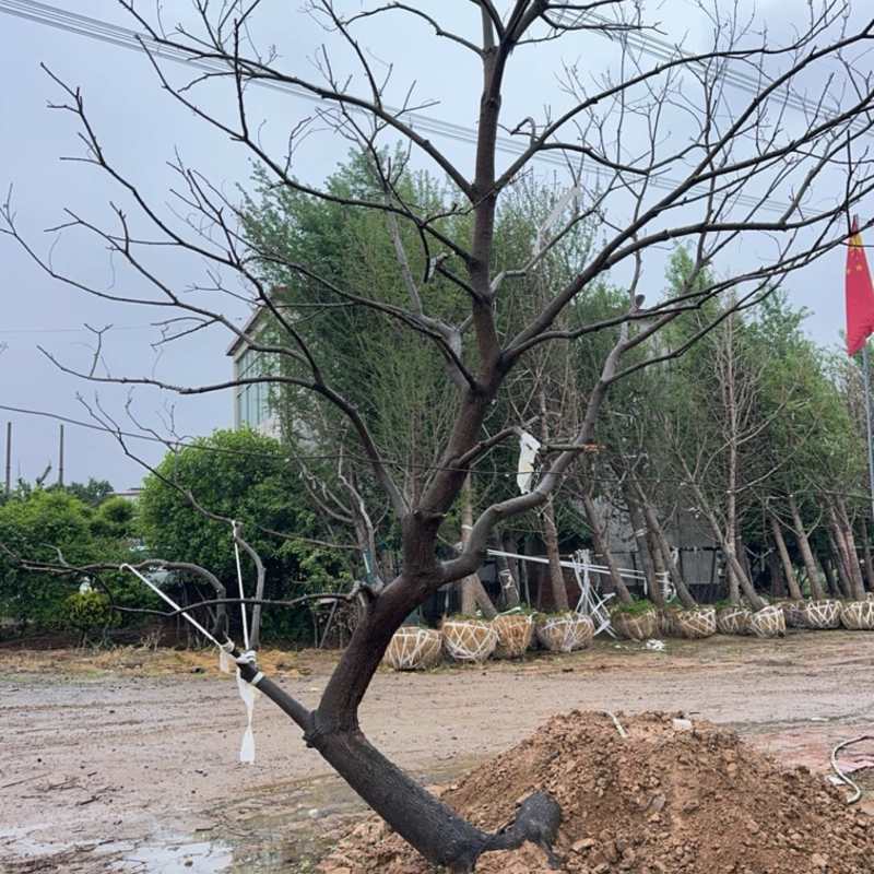 乌桕，10-50公分乌桕各种规格，移栽工程用苗，造型乌桕