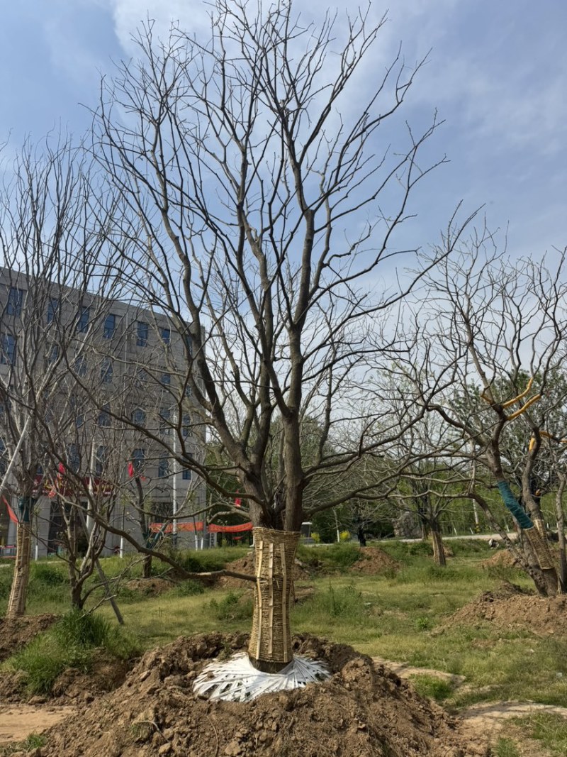 乌桕，10-50公分乌桕各种规格，移栽工程用苗，造型乌桕