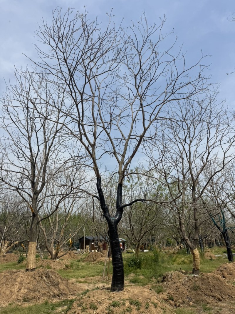 乌桕，10-50公分乌桕各种规格，移栽工程用苗，造型乌桕