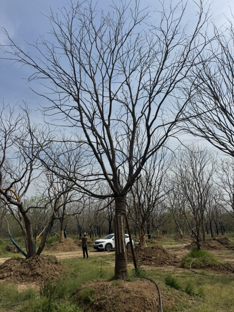 乌桕，10-50公分乌桕各种规格，移栽工程用苗，造型乌桕