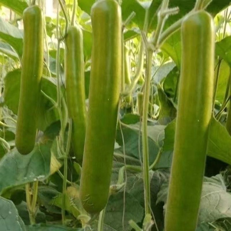 纯丰清香瓠子瓜早生长瓠瓜种子瓠子蒲瓜油亮长棒型蔬菜