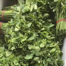**靓的惊艳美味树仔菜