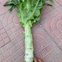 甘肃莴笋大量上市产地直发货源充足对接市场商超欢迎电话联系