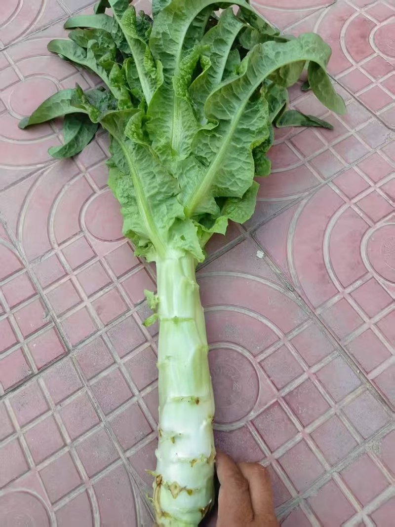甘肃莴笋大量上市产地直发货源充足对接市场商超欢迎电话联系