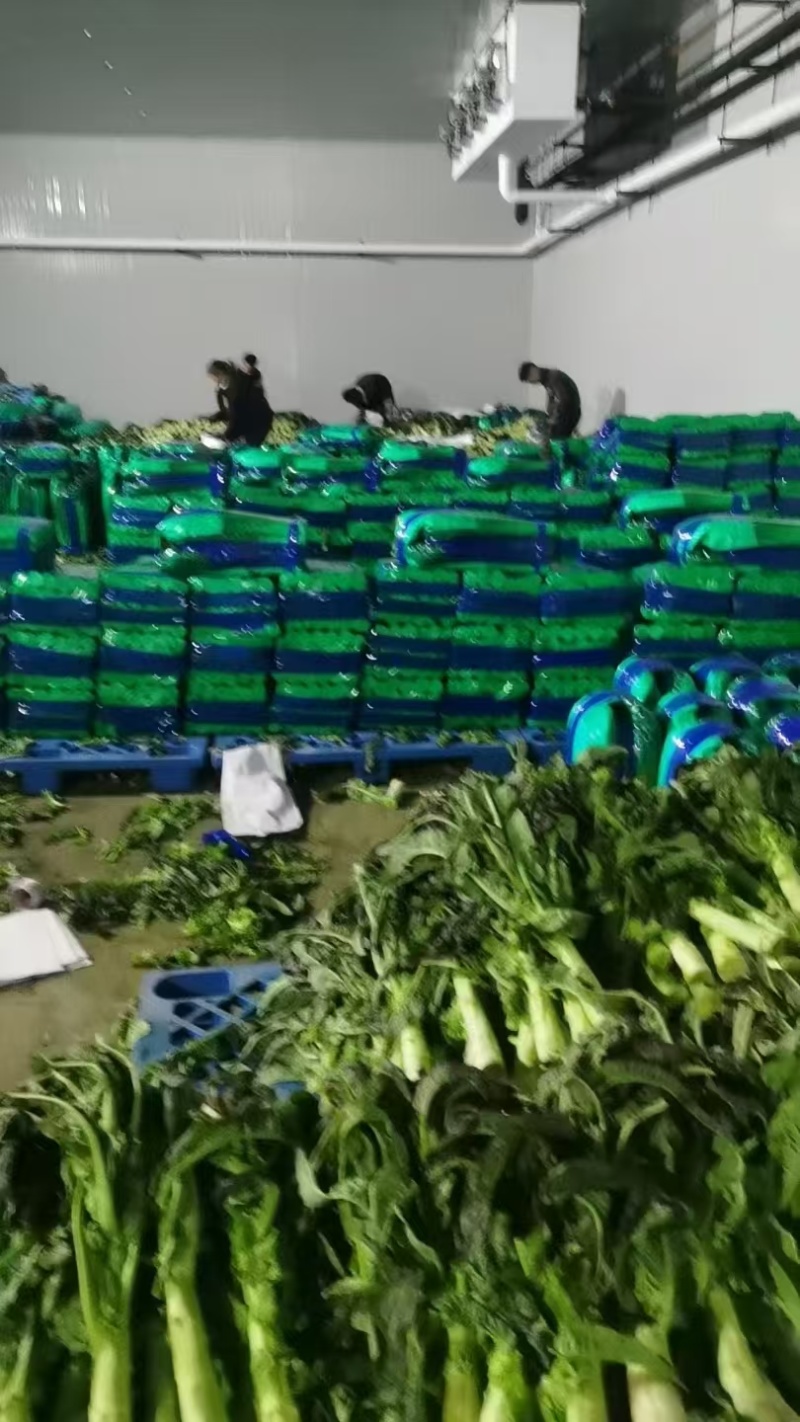 甘肃莴笋大量上市产地直发货源充足对接市场商超欢迎电话联系