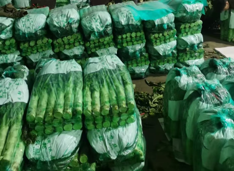 甘肃莴笋大量上市产地直发货源充足对接市场商超欢迎电话联系
