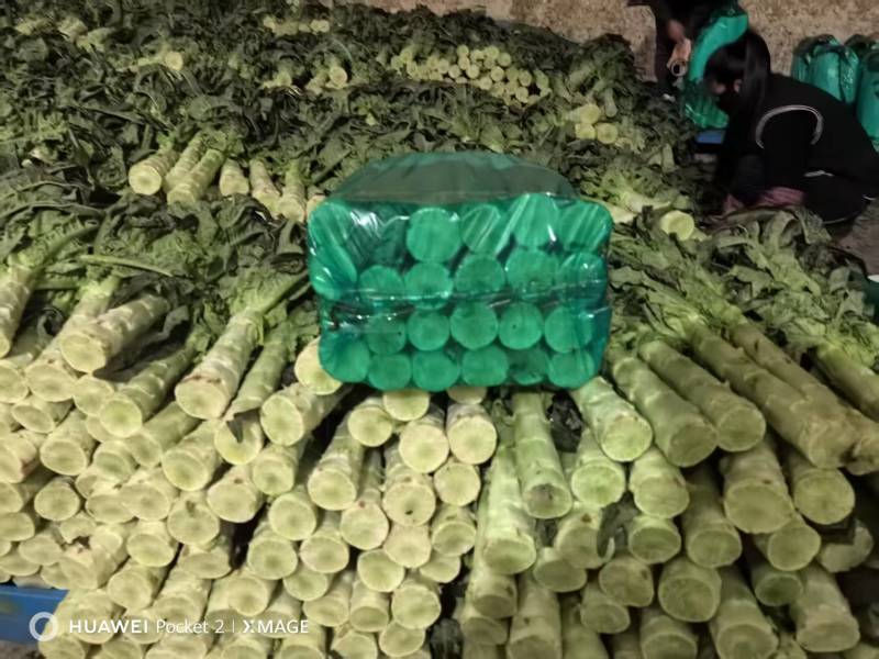甘肃莴笋大量上市产地直发货源充足对接市场商超欢迎电话联系