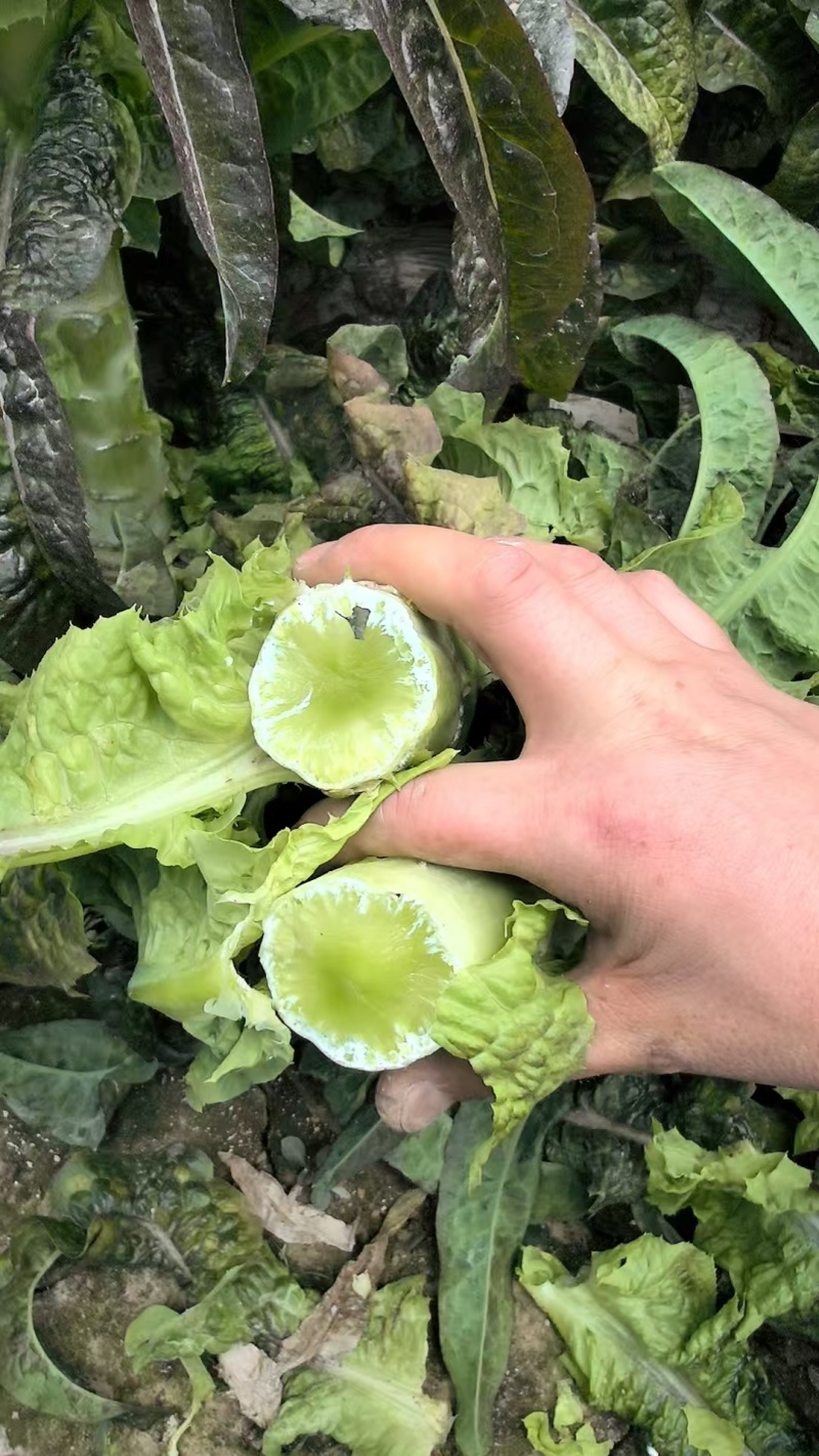 甘肃莴笋大量上市产地直发货源充足对接市场商超欢迎电话联系