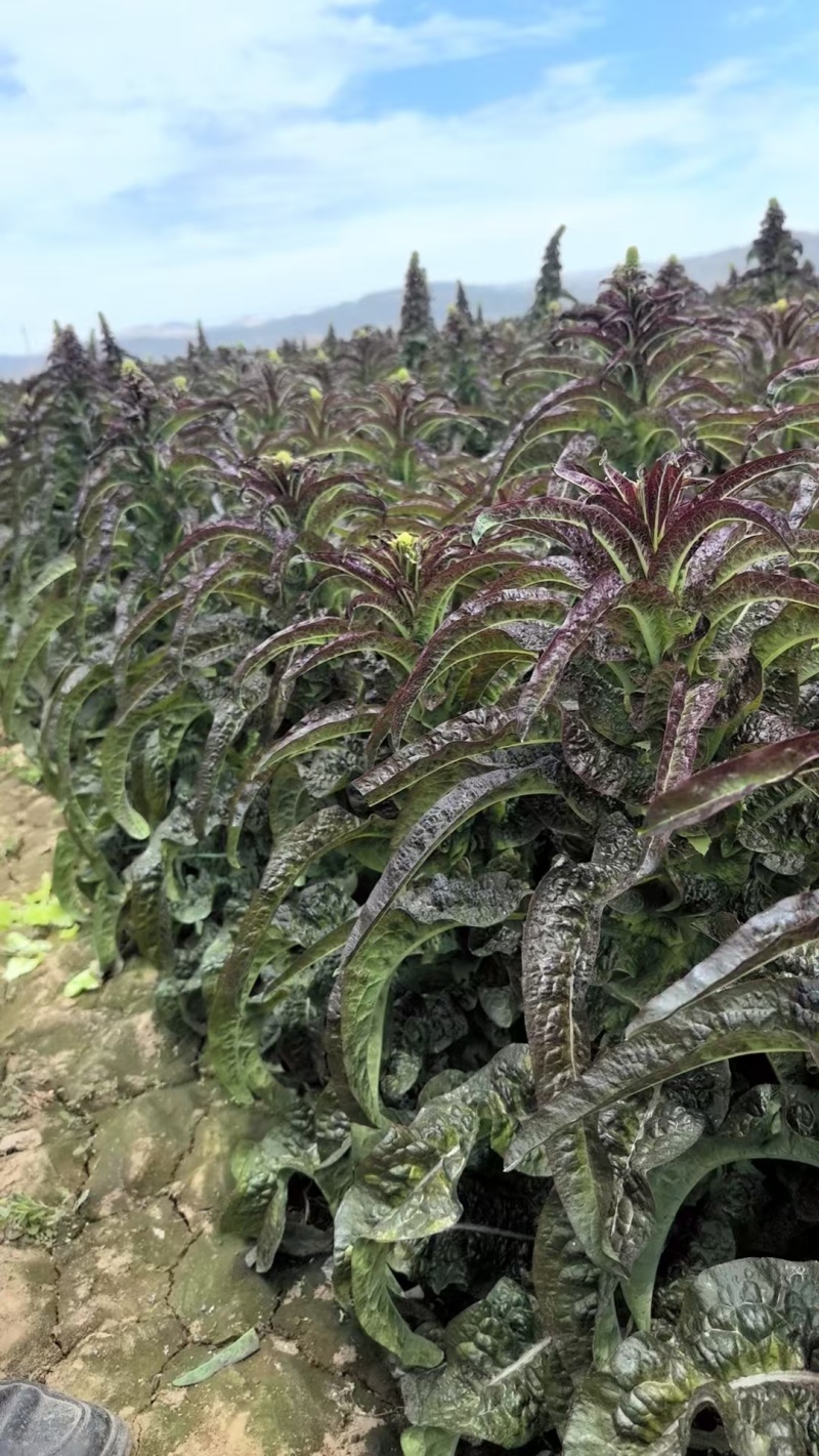 甘肃莴笋大量上市产地直发货源充足对接市场商超欢迎电话联系