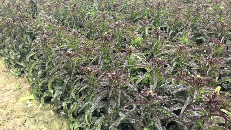 甘肃莴笋大量上市产地直发货源充足对接市场商超欢迎电话联系