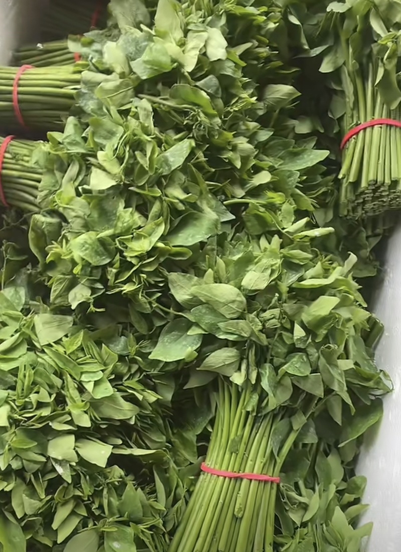 新鲜采摘树仔菜酒店私房菜