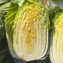 定西黄心白菜精品黄心白菜大量上市产地直供诚信经营欢迎电话
