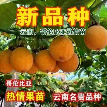 新品种热情果苗一代苗，哥伦比亚热情果苗纯甜盆栽阳台庭院