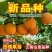 新品种热情果苗一代苗，哥伦比亚热情果苗纯甜盆栽阳台庭院