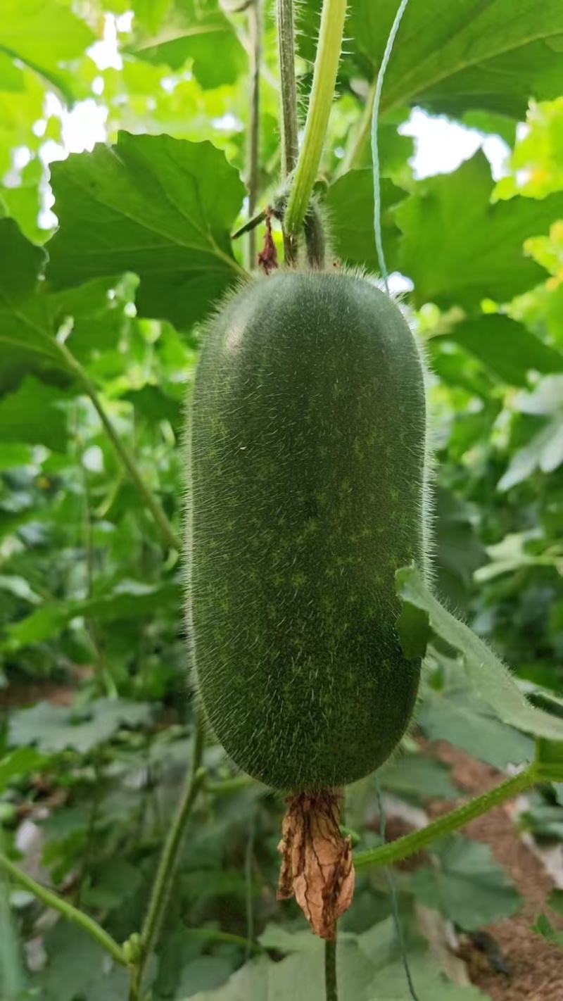山东青州东夏小冬瓜一串铃冬瓜吊冬瓜，大量上市量大从优