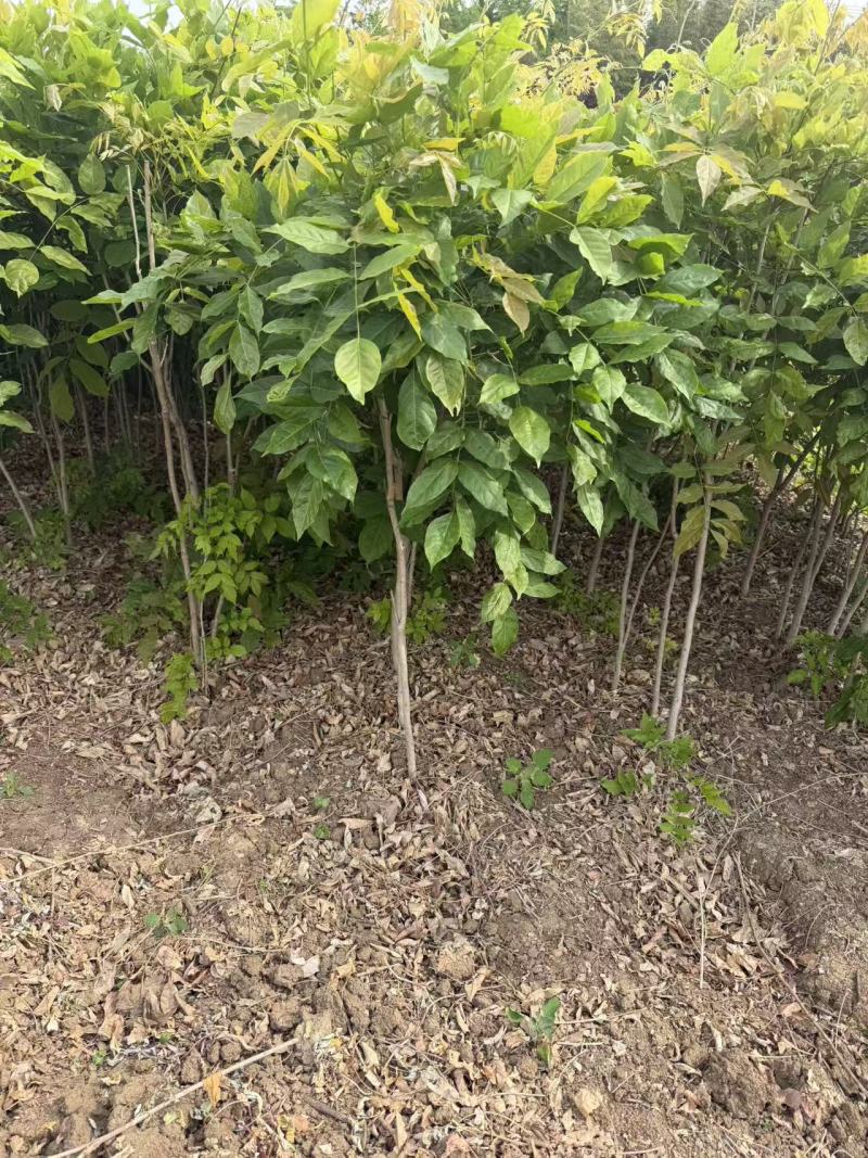 江苏紫藤别名:藤萝爬藤植物大小规格齐全粗度1-20公分苗
