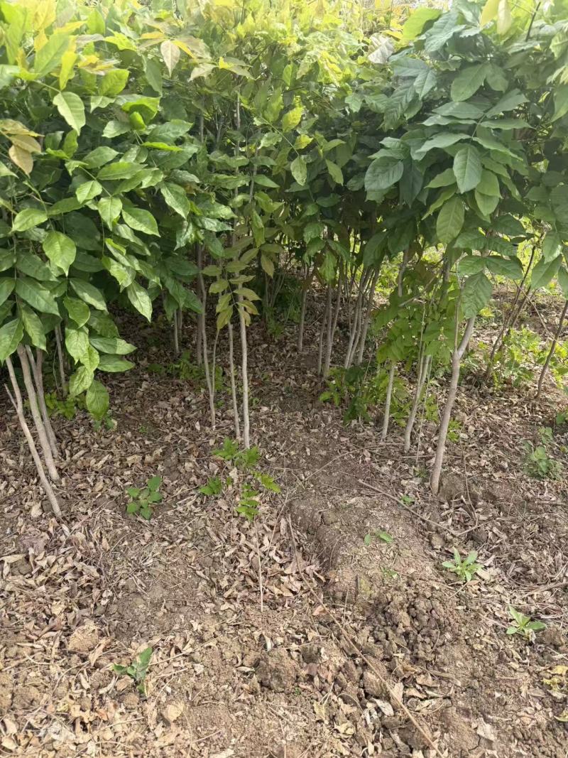 江苏紫藤别名:藤萝爬藤植物大小规格齐全粗度1-20公分苗