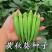 黄秋葵种子高产绿秋葵种子南北易种植阳台盆栽蔬菜种子庭院种