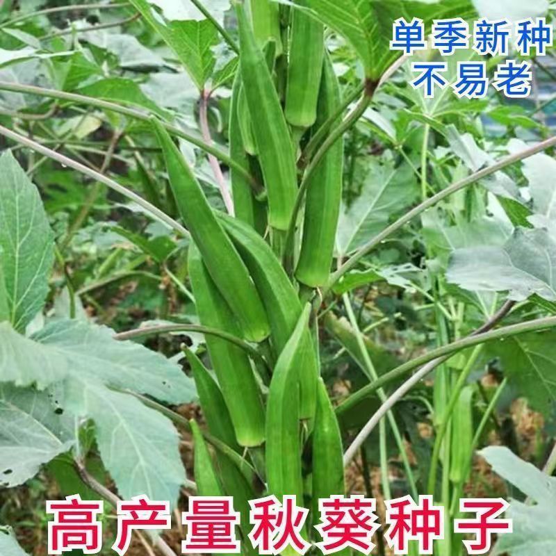 黄秋葵种子高产绿秋葵种子南北易种植阳台盆栽蔬菜种子庭院种