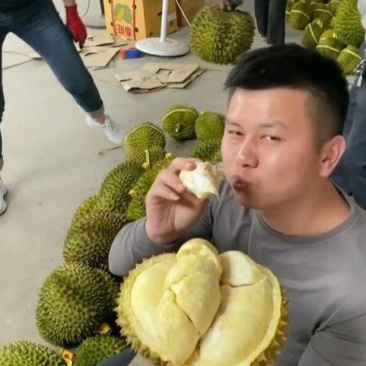 金枕榴莲一手批发价格，A果保5房，坏果包赔，包售后