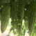 胖哥一号长苦瓜种子顺直光亮肉厚紧实味甘美耐热耐湿耐储存