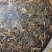 普洱生茶光饼一口料357克工厂直销，价格实惠，全国发货