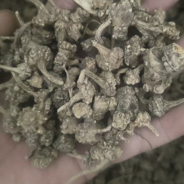 野生珠子参，扣子七，纽子七选货