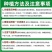 辣椒苗尖椒苗线椒苗螺丝椒苗各种菜椒苗