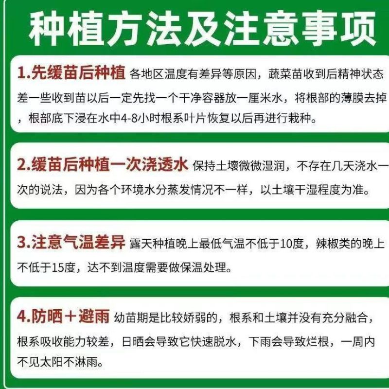 辣椒苗尖椒苗线椒苗螺丝椒苗各种菜椒苗